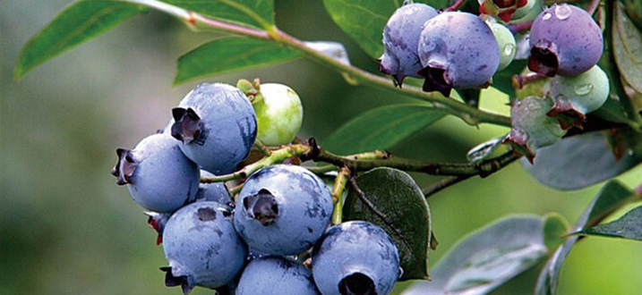 蓝莓采摘基地-山东青旺农业有限公司|威海旅游|威海采摘|山东威海科技示范园|山东威海绿庭|威海休闲采摘|威海农产品|